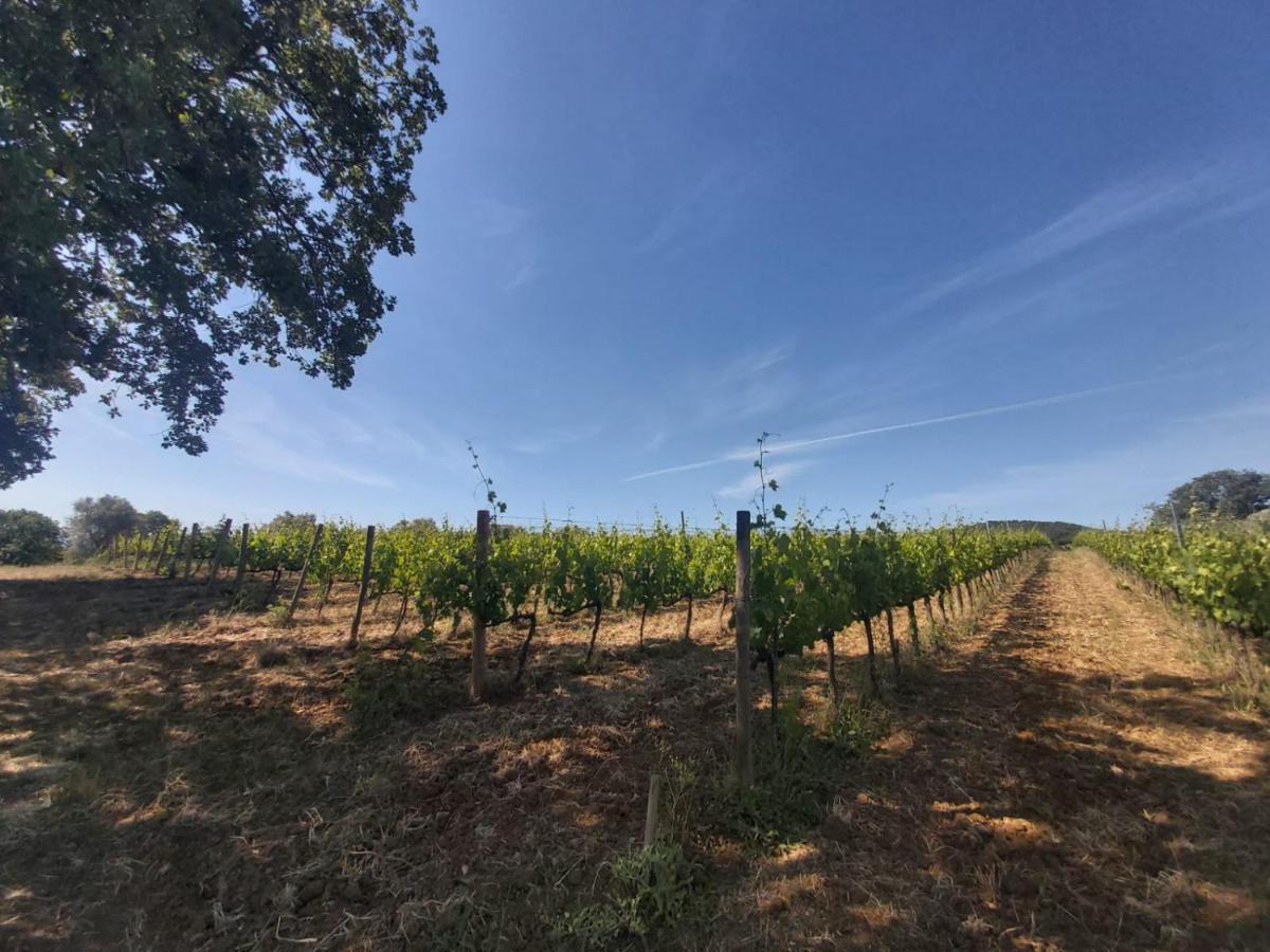 Tenuta Santa Maria Villa Campagnatico Buitenkant foto